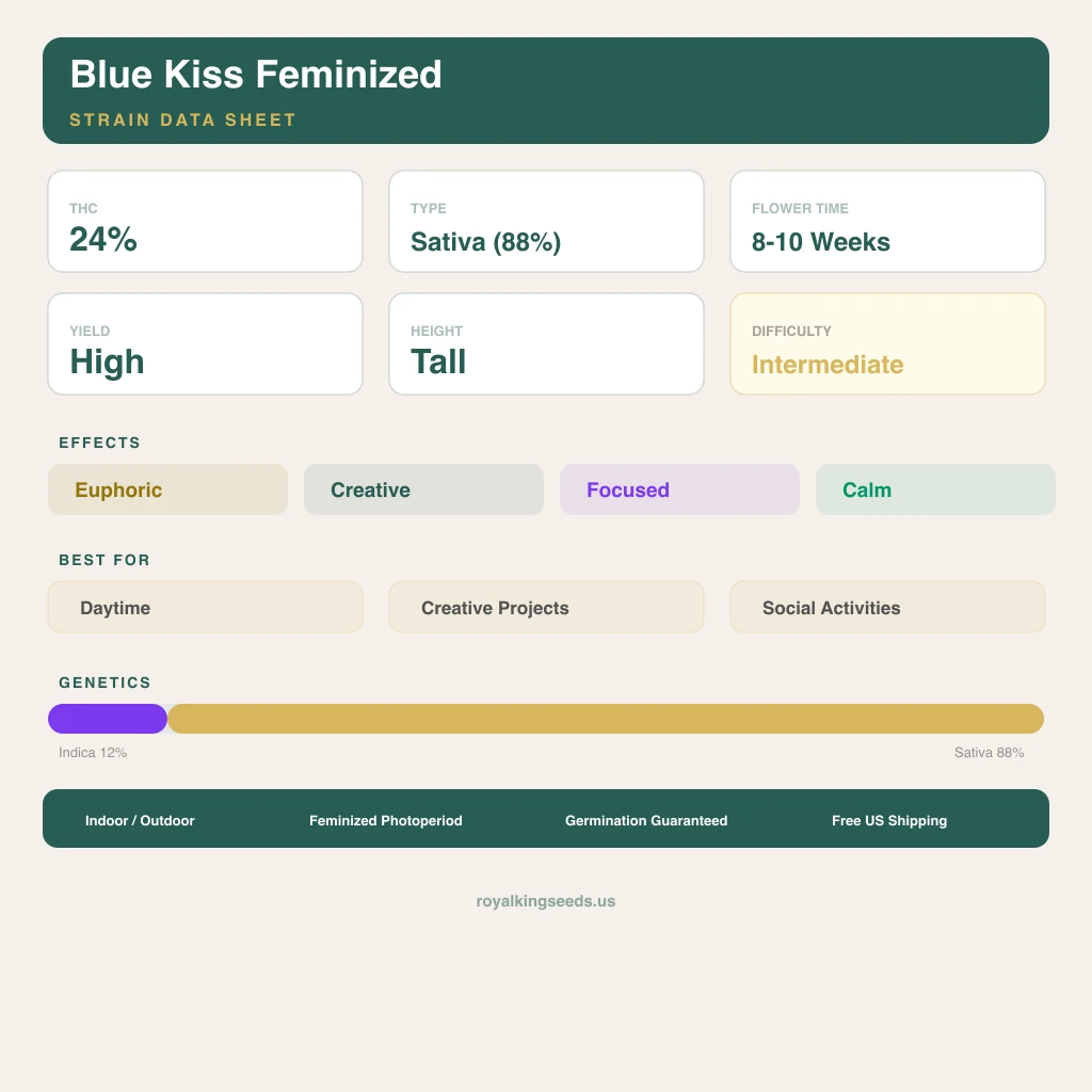 Blue Kiss 12% Indica / 88% Sativa — Blüte mit sichtbaren Trichomen