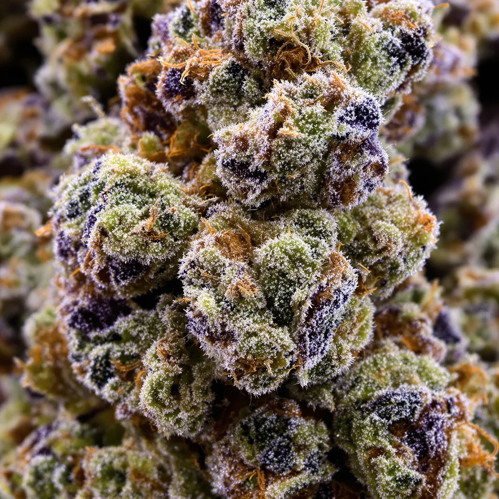 Blue Kush Cannabispflanze in der Blütephase — 60-100 cm automatisch blühend