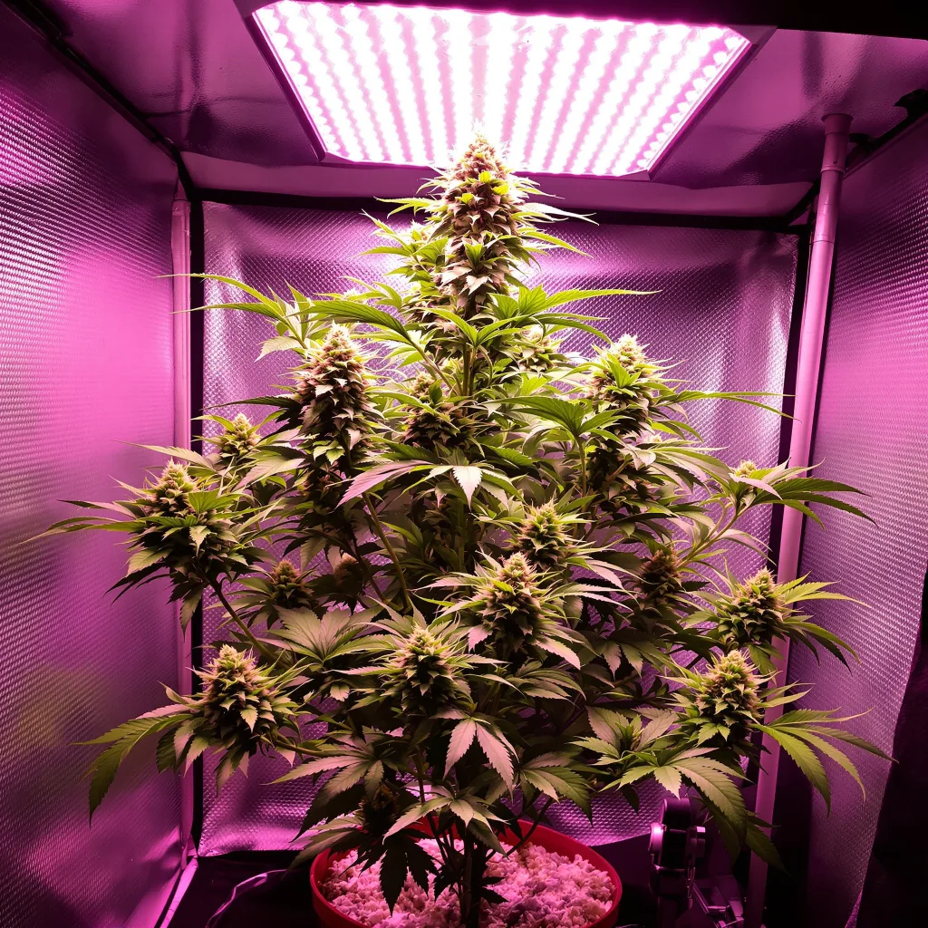Blue Lights 85% Indica / 15% Sativa — Blüte mit sichtbaren Trichomen