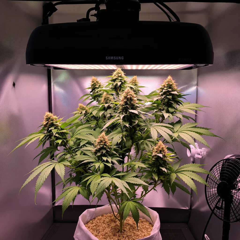 Blue Ox 67% Indica / 33% Sativa — Blüte mit sichtbaren Trichomen