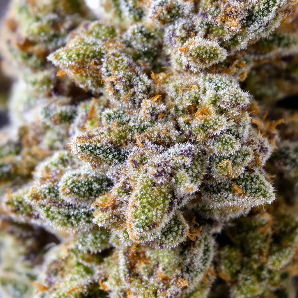 Blue Power Cannabispflanze in der Blütephase — 120-180 cm feminisiert