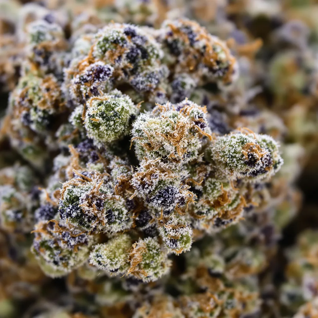Blue Zombie Cannabispflanze in der Blütephase — 60-100 cm automatisch blühend