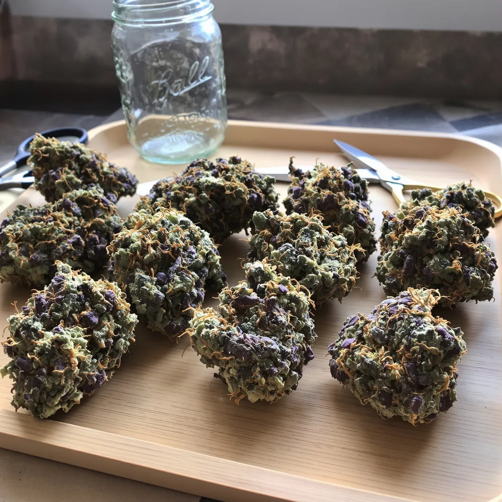 Blueberry 80% Indica / 20% Sativa — Blüte mit sichtbaren Trichomen