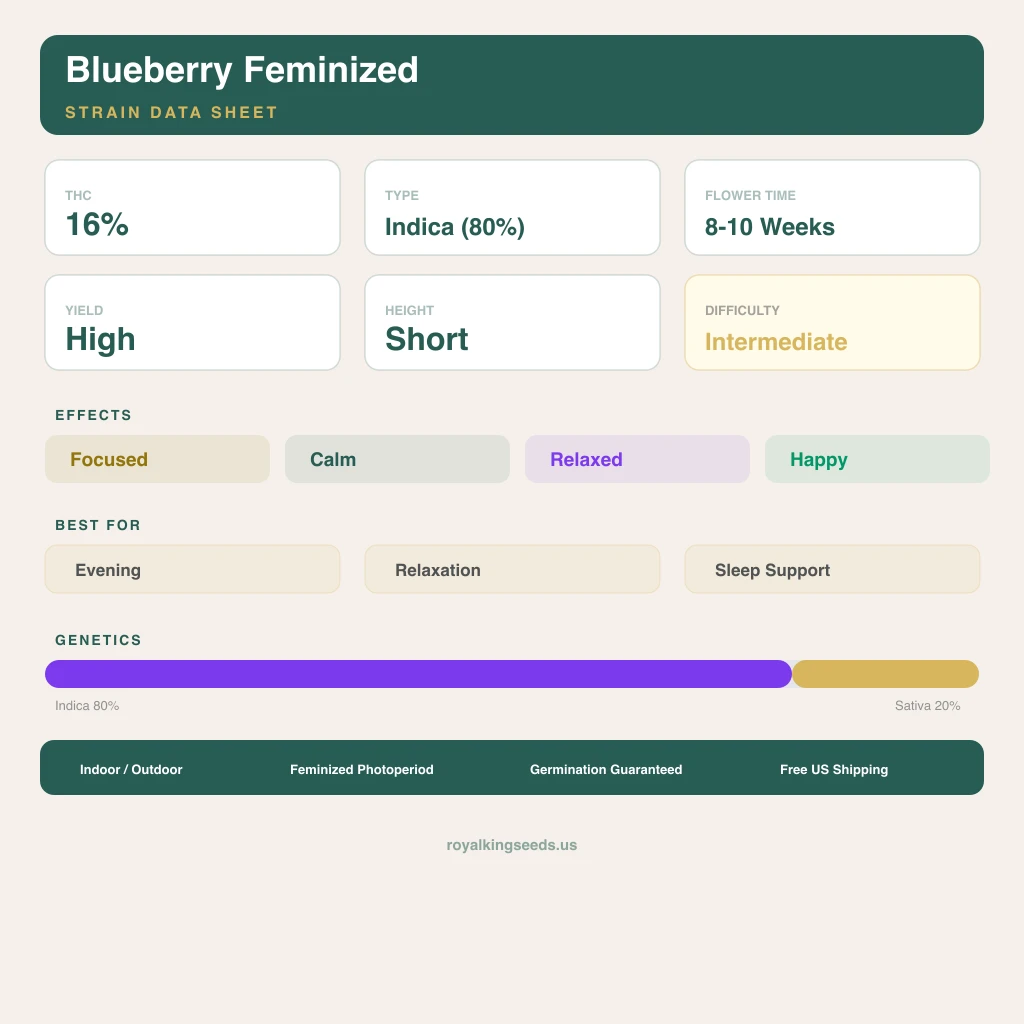 Blueberry 80% Indica / 20% Sativa — Blüte mit sichtbaren Trichomen