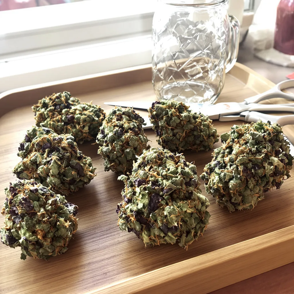 Blueberry Kush 80% Indica / 20% Sativa — Blüte mit sichtbaren Trichomen