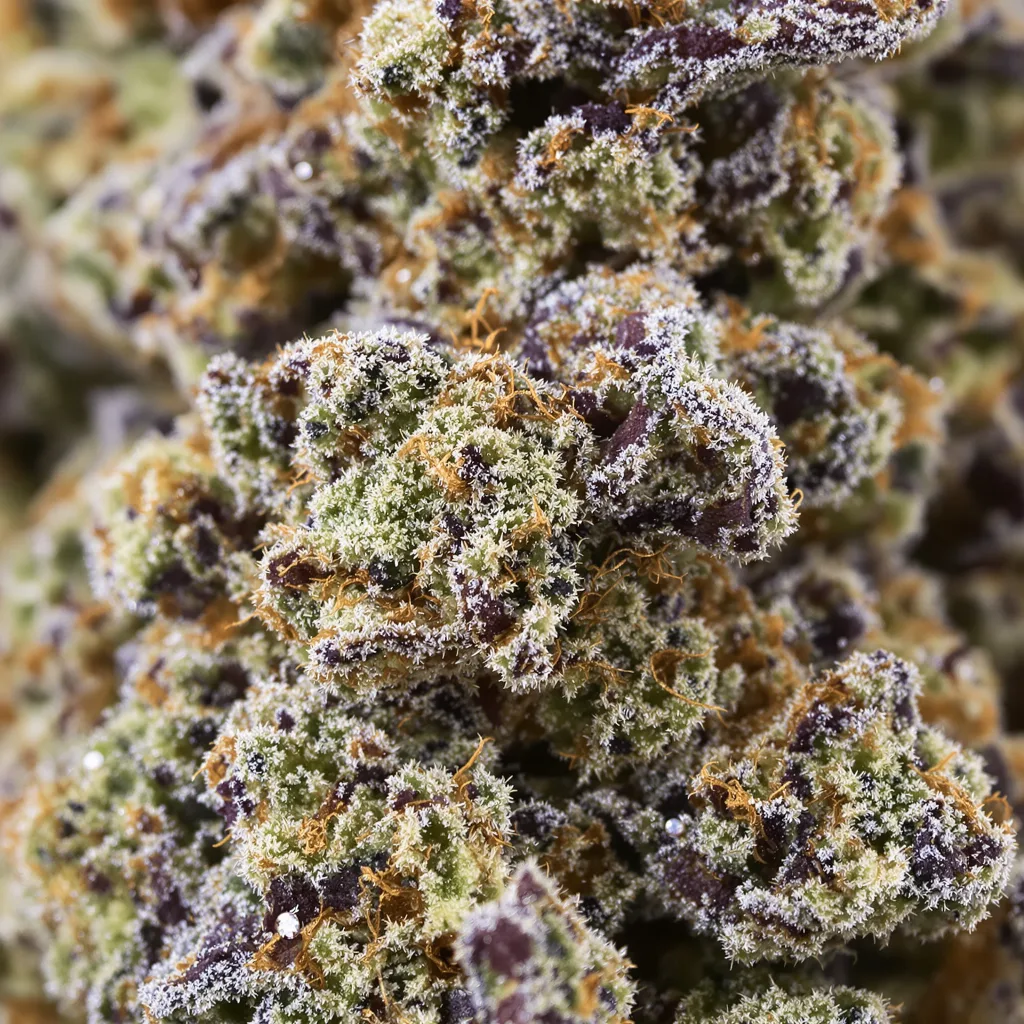 Blueberry Kush Cannabispflanze in der Blütephase — 60-100 cm automatisch blühend