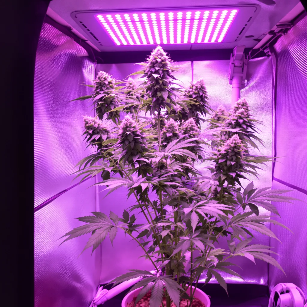 Bogart 41% Indica / 59% Sativa — Blüte mit sichtbaren Trichomen