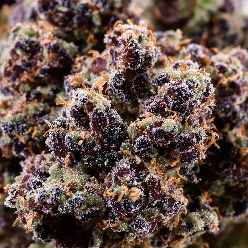 Bubba Gift Cannabispflanze in der Blütephase — 90-130 cm feminisiert