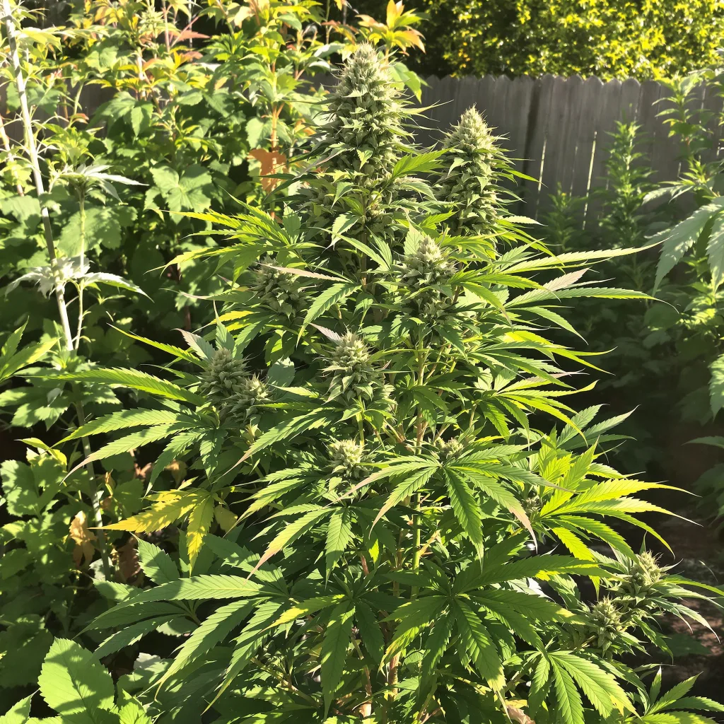 Bubba Gift 82% Indica / 18% Sativa — Blüte mit sichtbaren Trichomen