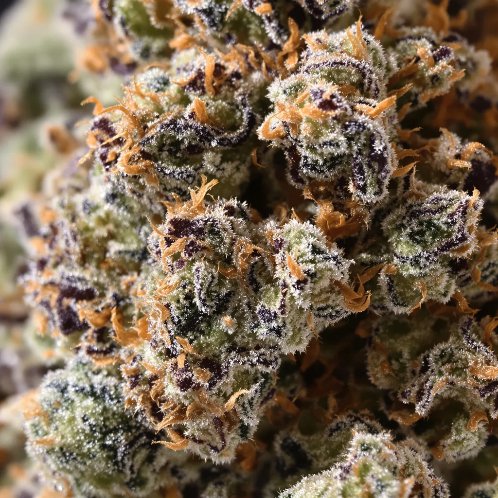 Bubba Kush Cannabispflanze in der Blütephase — 60-100 cm automatisch blühend