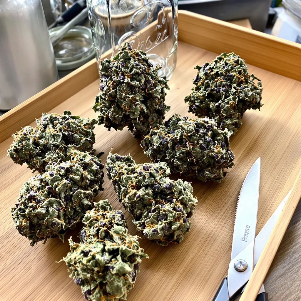 Bubba OG 80% Indica / 20% Sativa — Blüte mit sichtbaren Trichomen