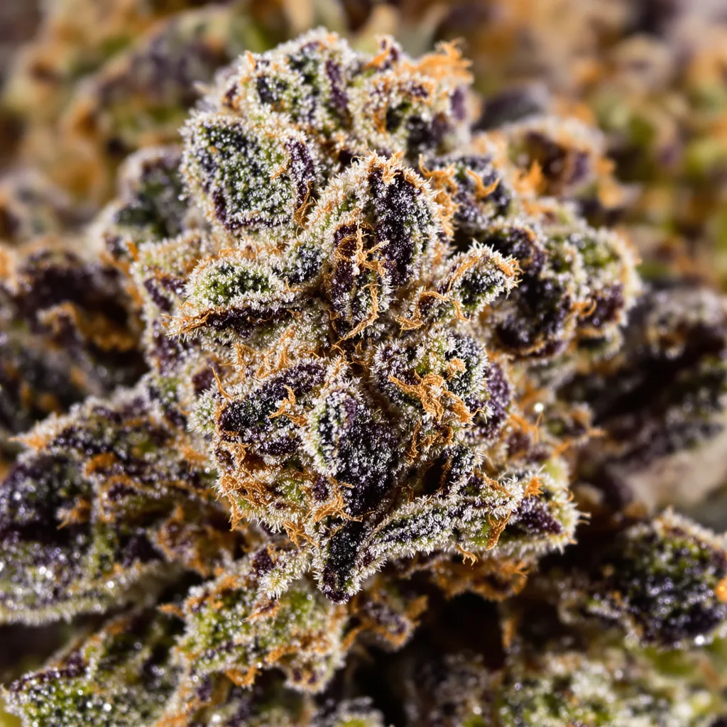 Bubba OG Cannabispflanze in der Blütephase — 90-130 cm feminisiert