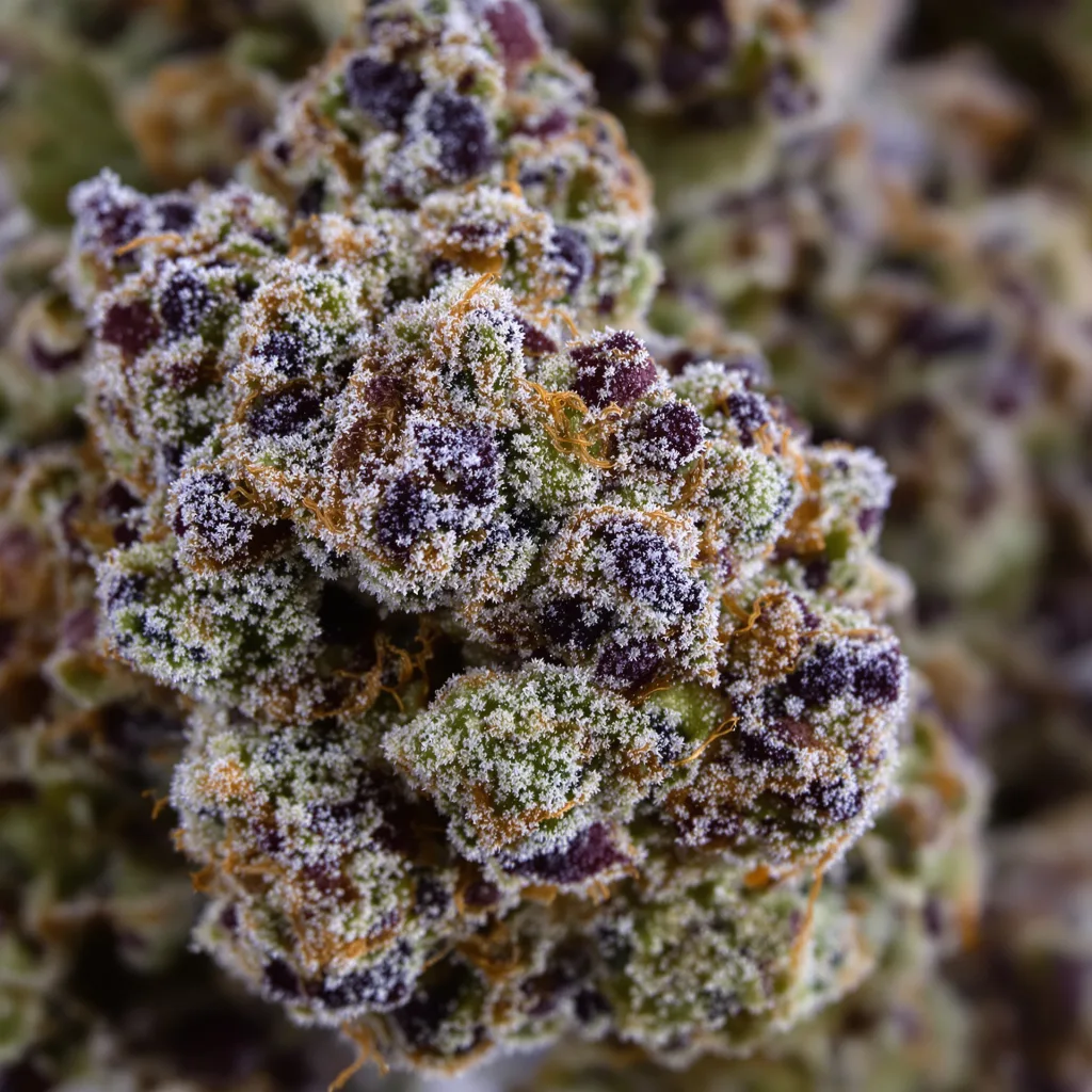 Bubblegum Kush Cannabispflanze in der Blütephase — 90-130 cm feminisiert