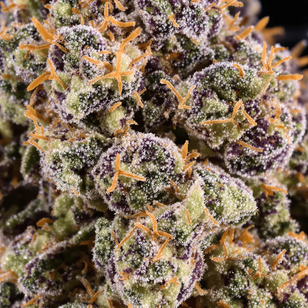 Buckeye Purple Cannabispflanze in der Blütephase — 90-130 cm feminisiert
