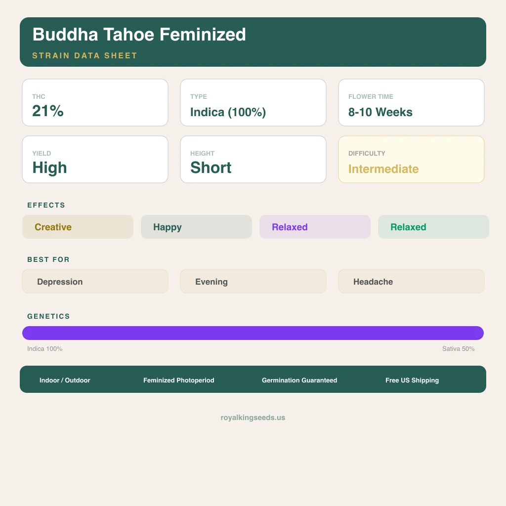 Buddha Tahoe 100% Indica / 50% Sativa — Blüte mit sichtbaren Trichomen