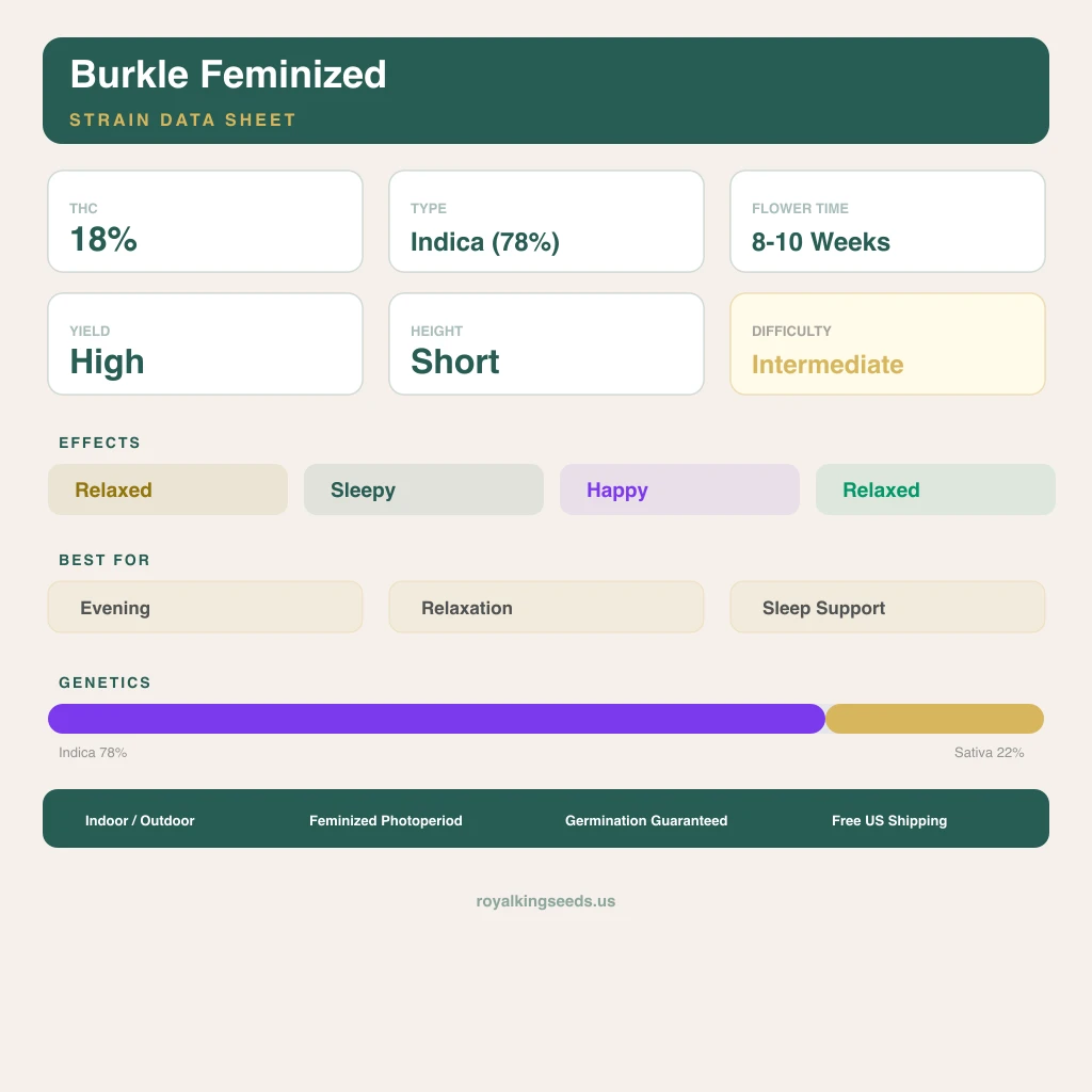 Burkle 78% Indica / 22% Sativa — Blüte mit sichtbaren Trichomen