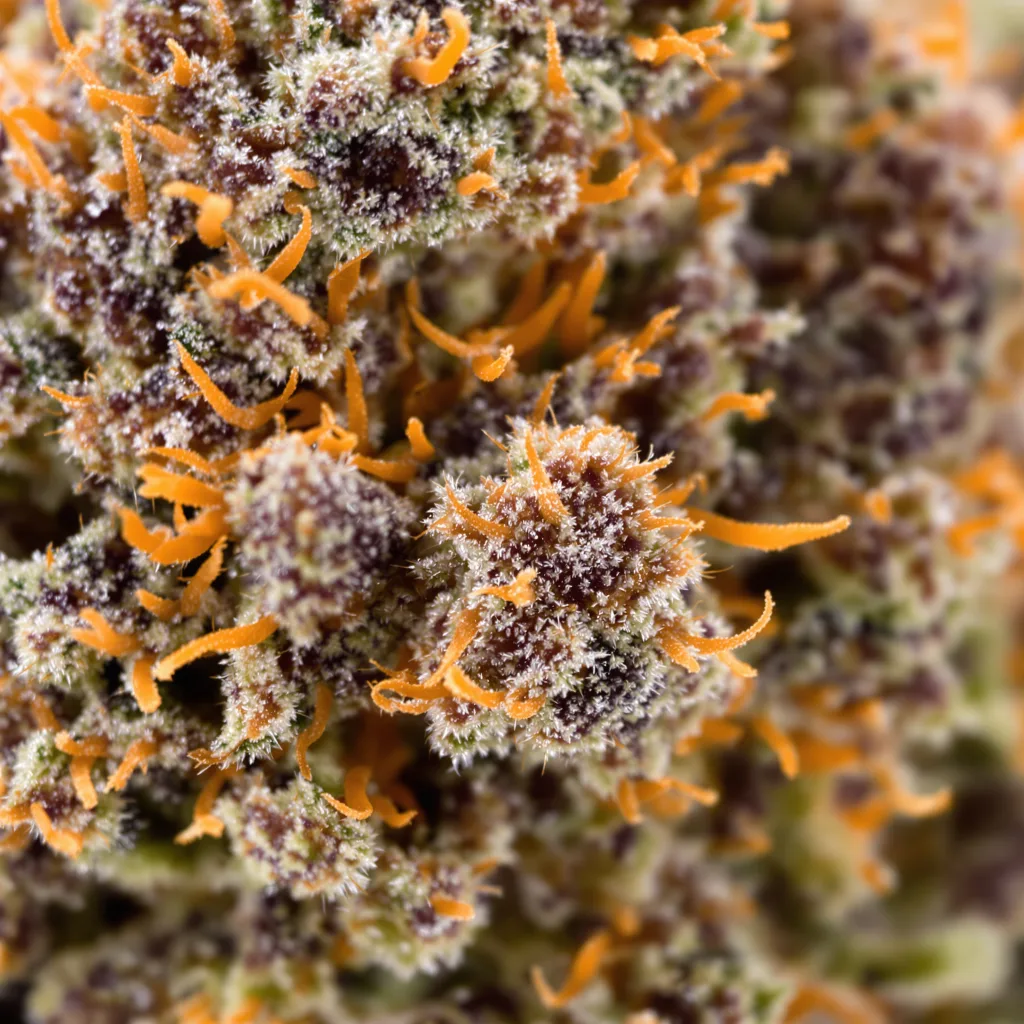 Burkle Cannabispflanze in der Blütephase — 60-100 cm automatisch blühend