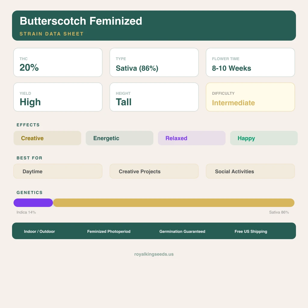 Butterscotch 14% Indica / 86% Sativa — Blüte mit sichtbaren Trichomen