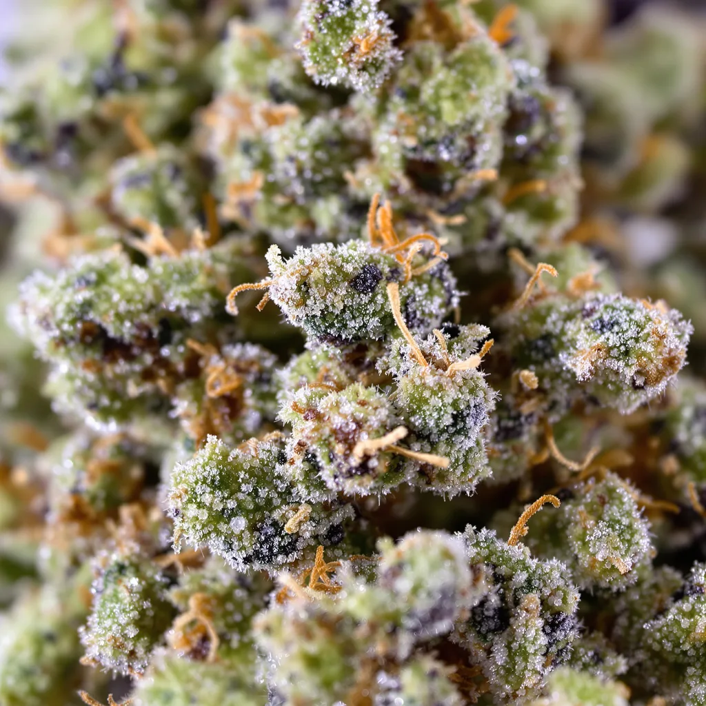 California Orange Cannabispflanze in der Blütephase — 60-100 cm automatisch blühend
