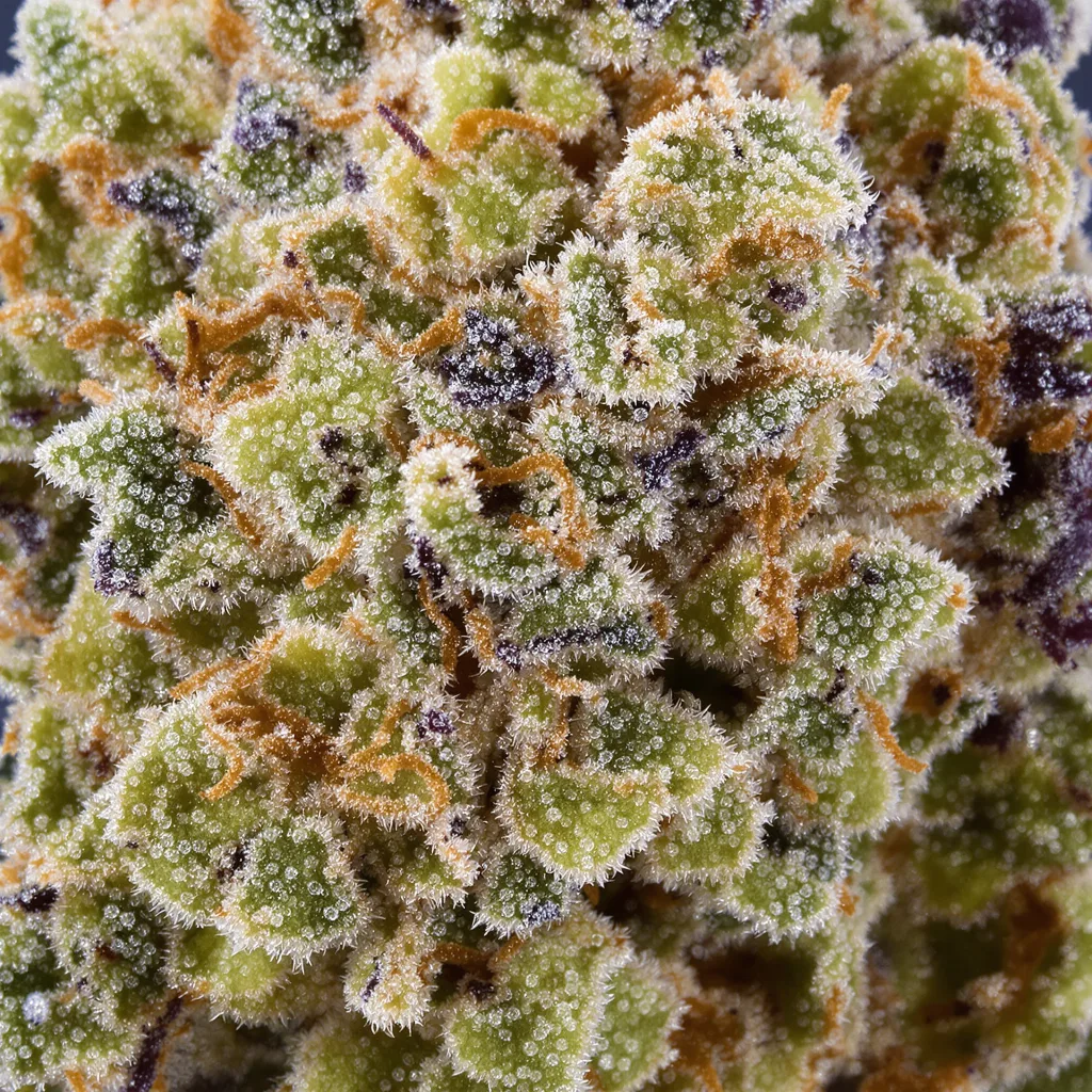 Canna-Tsu Kush Cannabisblüte Nahaufnahme mit ausgewogene Blütenstruktur mit eisigen Trichomen
