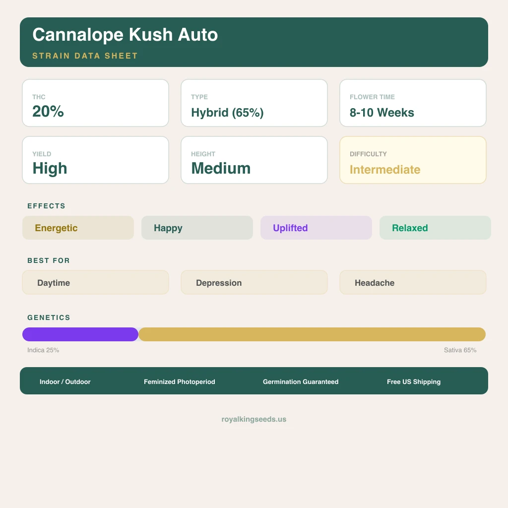 Cannalope Kush 25% Indica / 65% Sativa — Blüte mit sichtbaren Trichomen