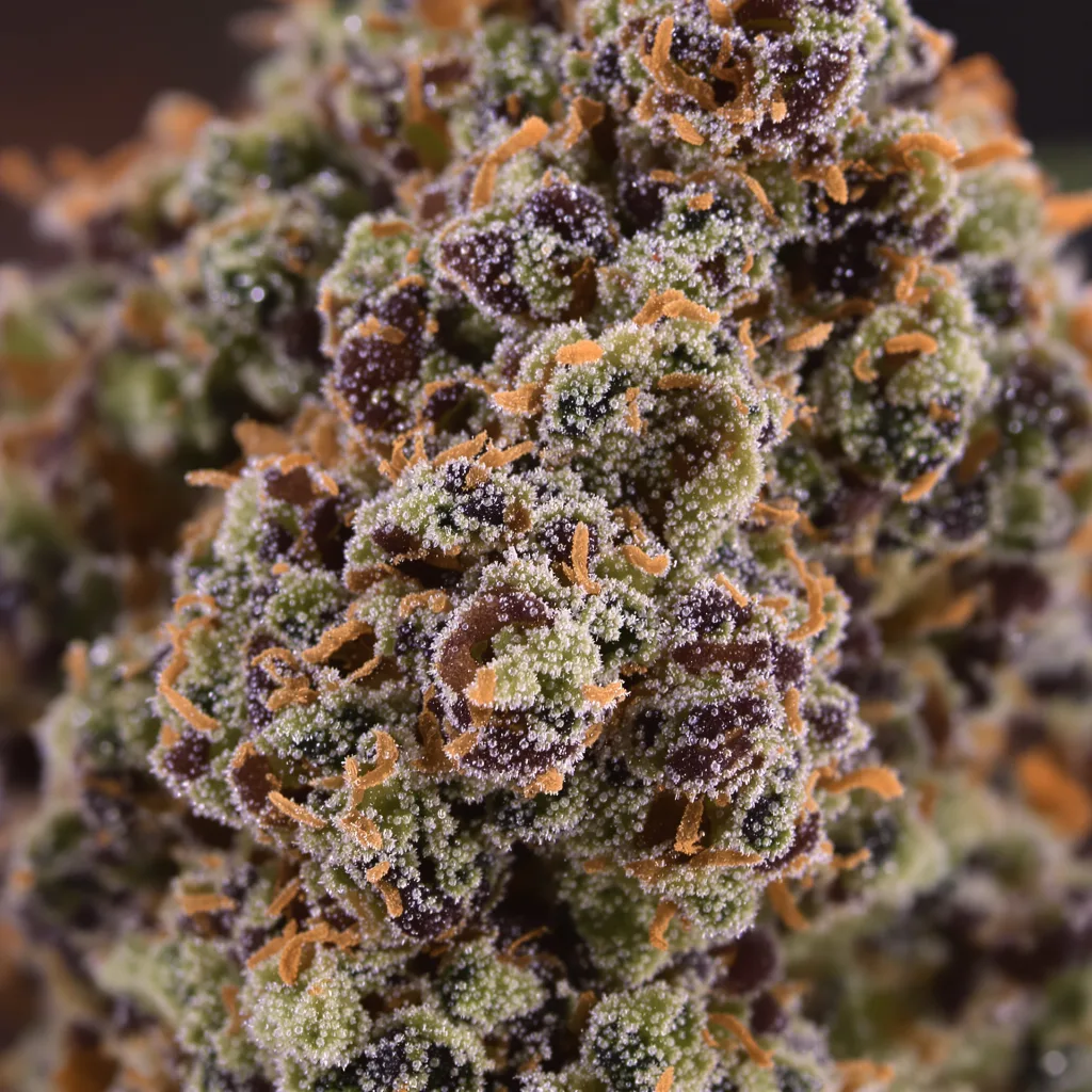 Cascadia Kush Cannabispflanze in der Blütephase — 90-130 cm feminisiert