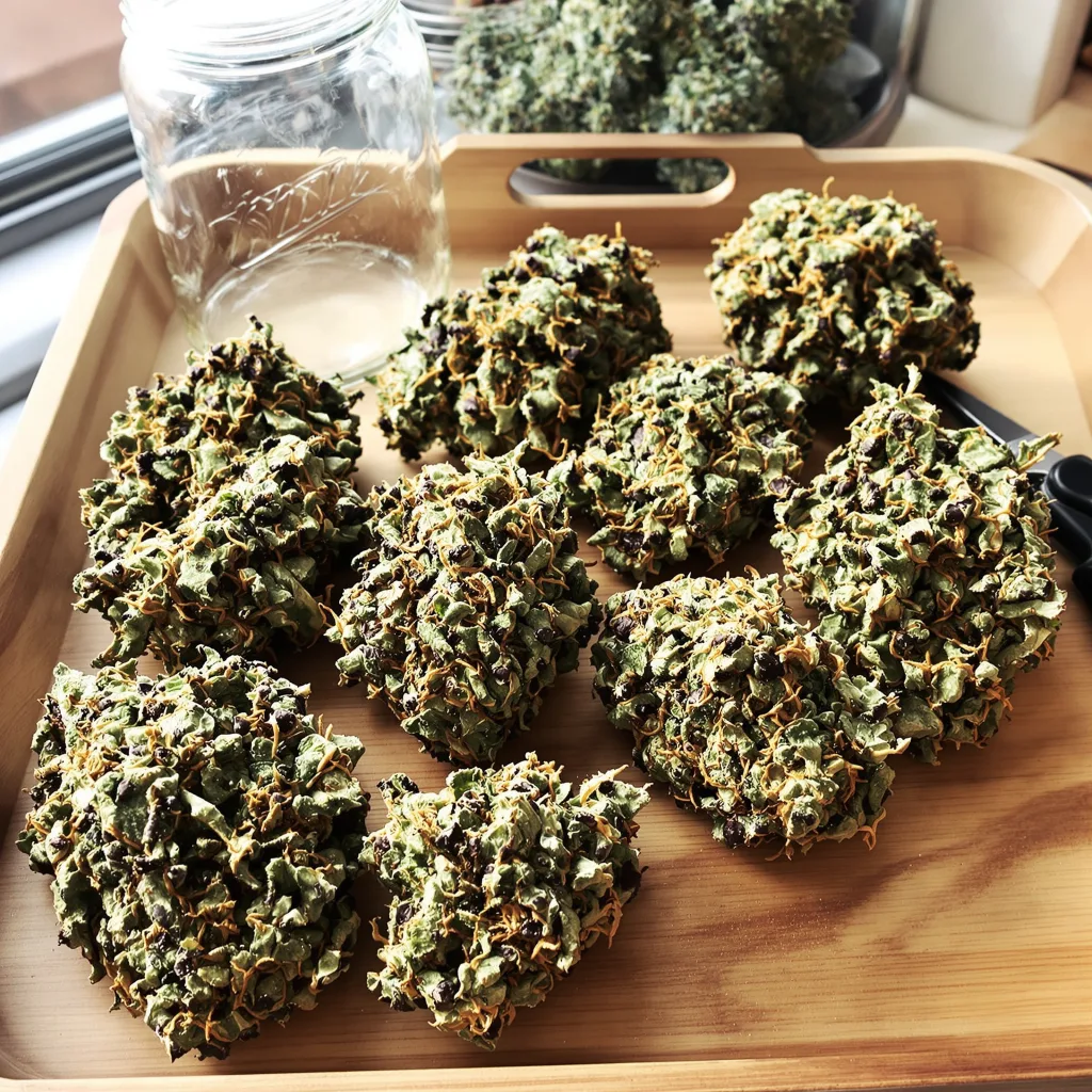 Casper OG 71% Indica / 29% Sativa — Blüte mit sichtbaren Trichomen
