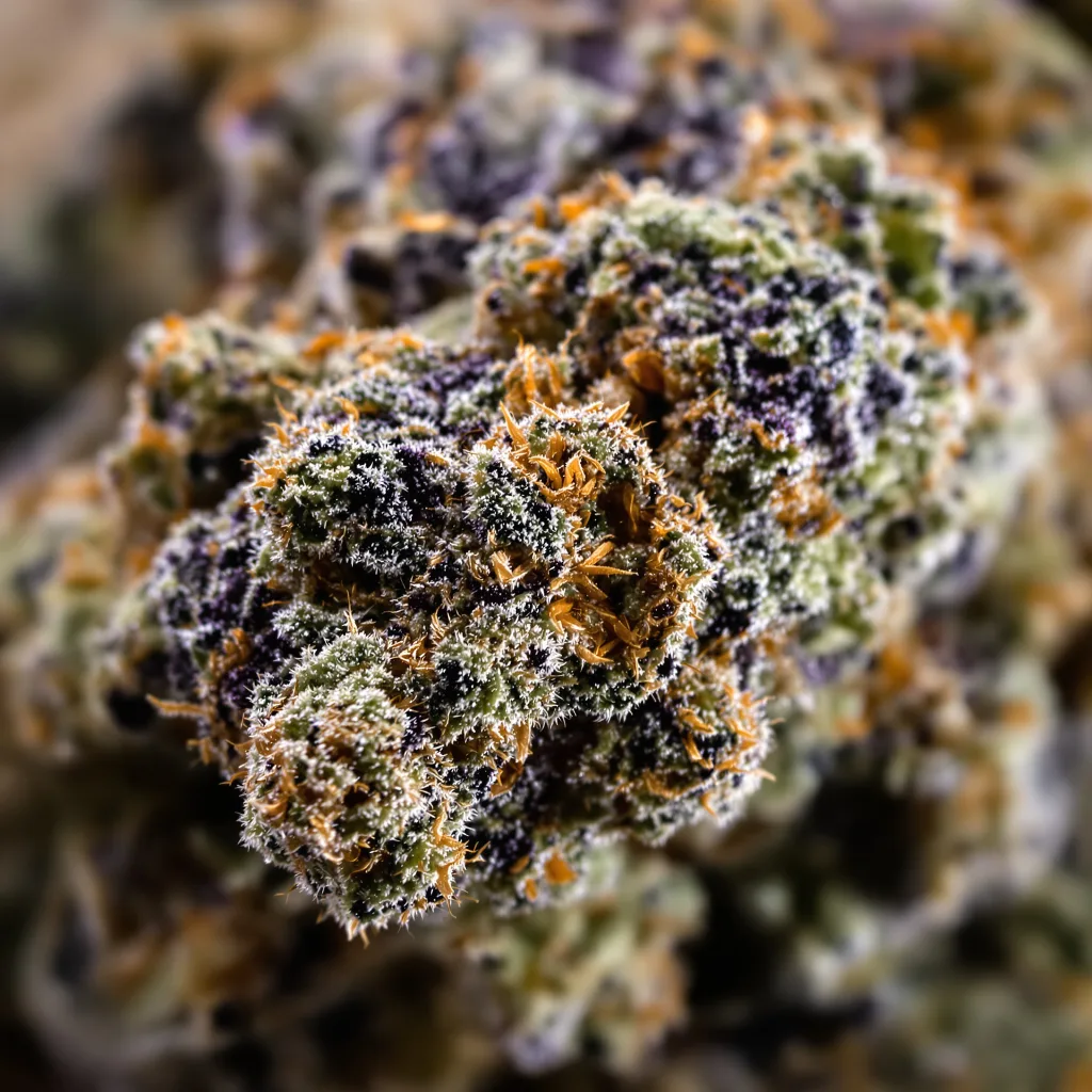 Cataract Kush Cannabispflanze in der Blütephase — 60-100 cm automatisch blühend
