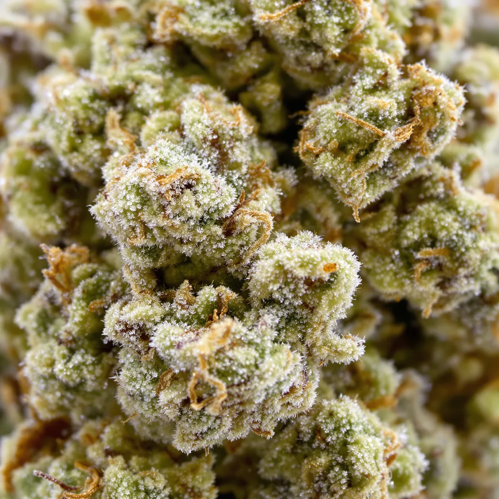 CBD Blueberry Cannabispflanze in der Blütephase — 120-180 cm feminisiert