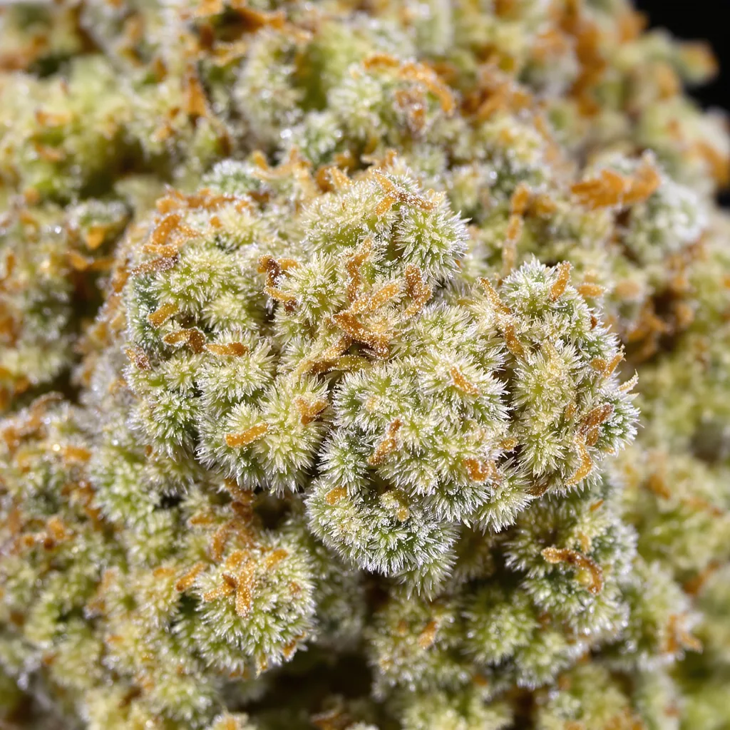 CBD Haze Cannabispflanze in der Blütephase — 120-180 cm feminisiert