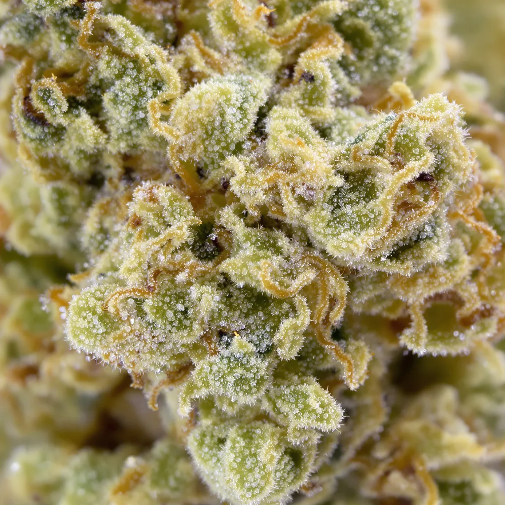 CBD Moby Dick Cannabispflanze in der Blütephase — 120-180 cm feminisiert