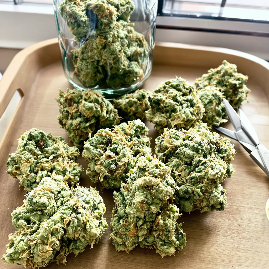 CBD Stress Killer 59% Indica / 41% Sativa — Blüte mit sichtbaren Trichomen