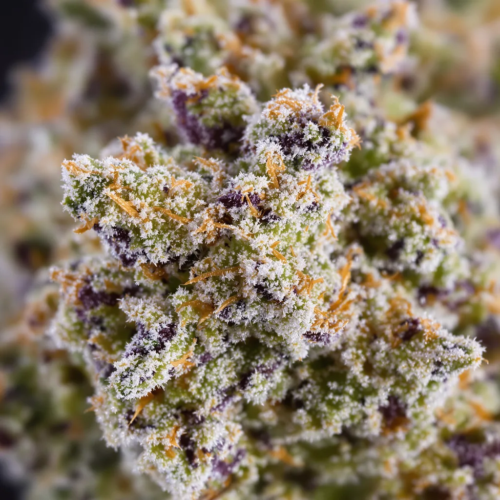 Cereal Milk Cannabisblüte Nahaufnahme mit offene Blütenstruktur mit orangen Pistillen