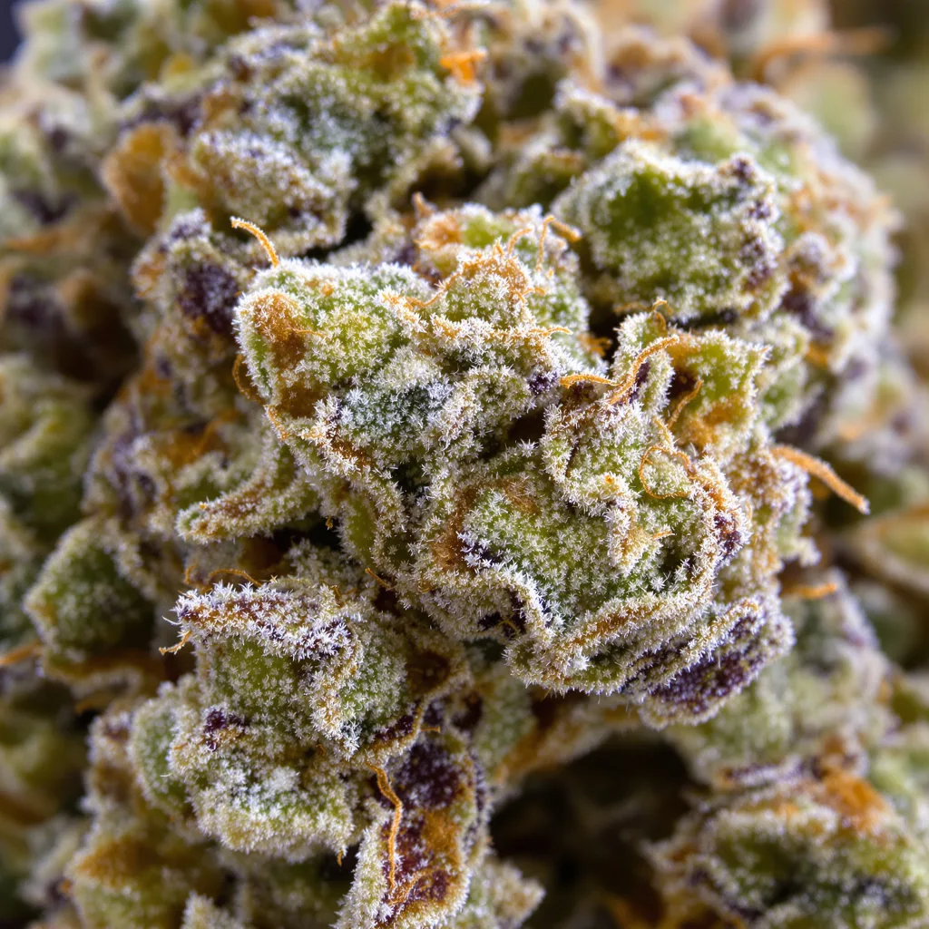 Chem Crush Cannabispflanze in der Blütephase — 120-180 cm feminisiert