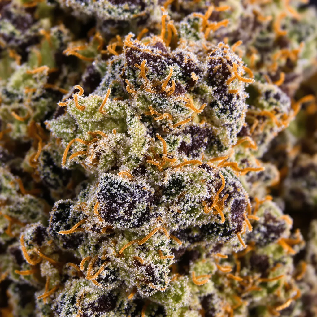 Chem Scout Cannabispflanze in der Blütephase — 90-130 cm feminisiert