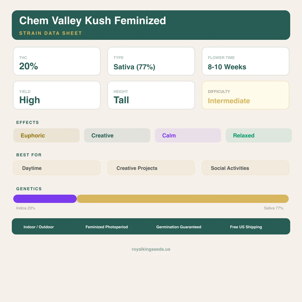 Chem Valley Kush 23% Indica / 77% Sativa — Blüte mit sichtbaren Trichomen