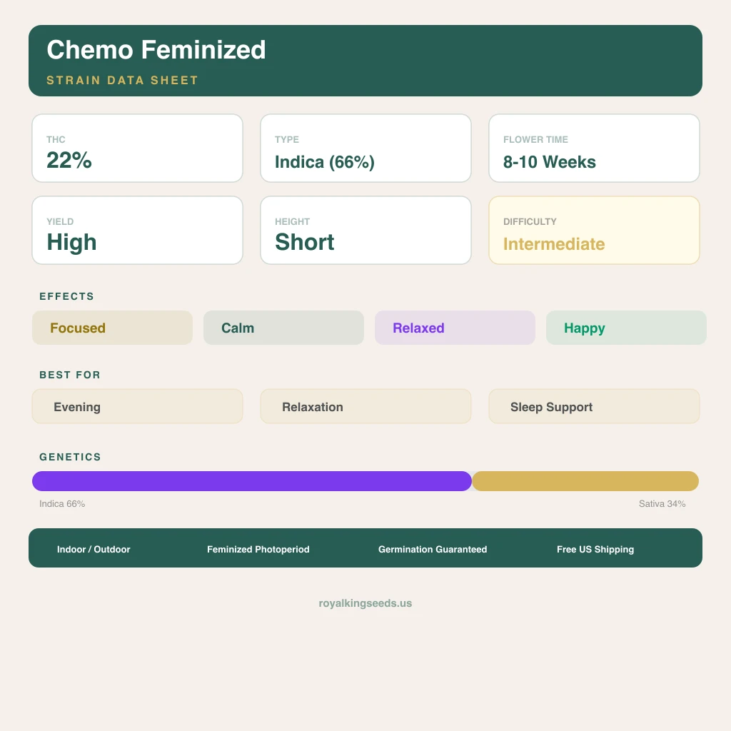 Chemo 66% Indica / 34% Sativa — Blüte mit sichtbaren Trichomen