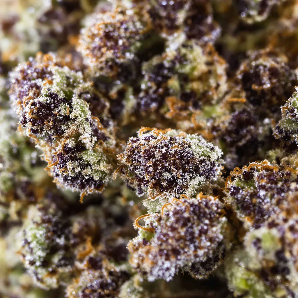 Chemo Cannabispflanze in der Blütephase — 90-130 cm feminisiert