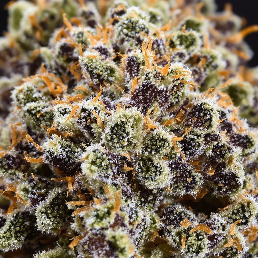 Cherry Pie Cannabispflanze in der Blütephase — 90-130 cm feminisiert