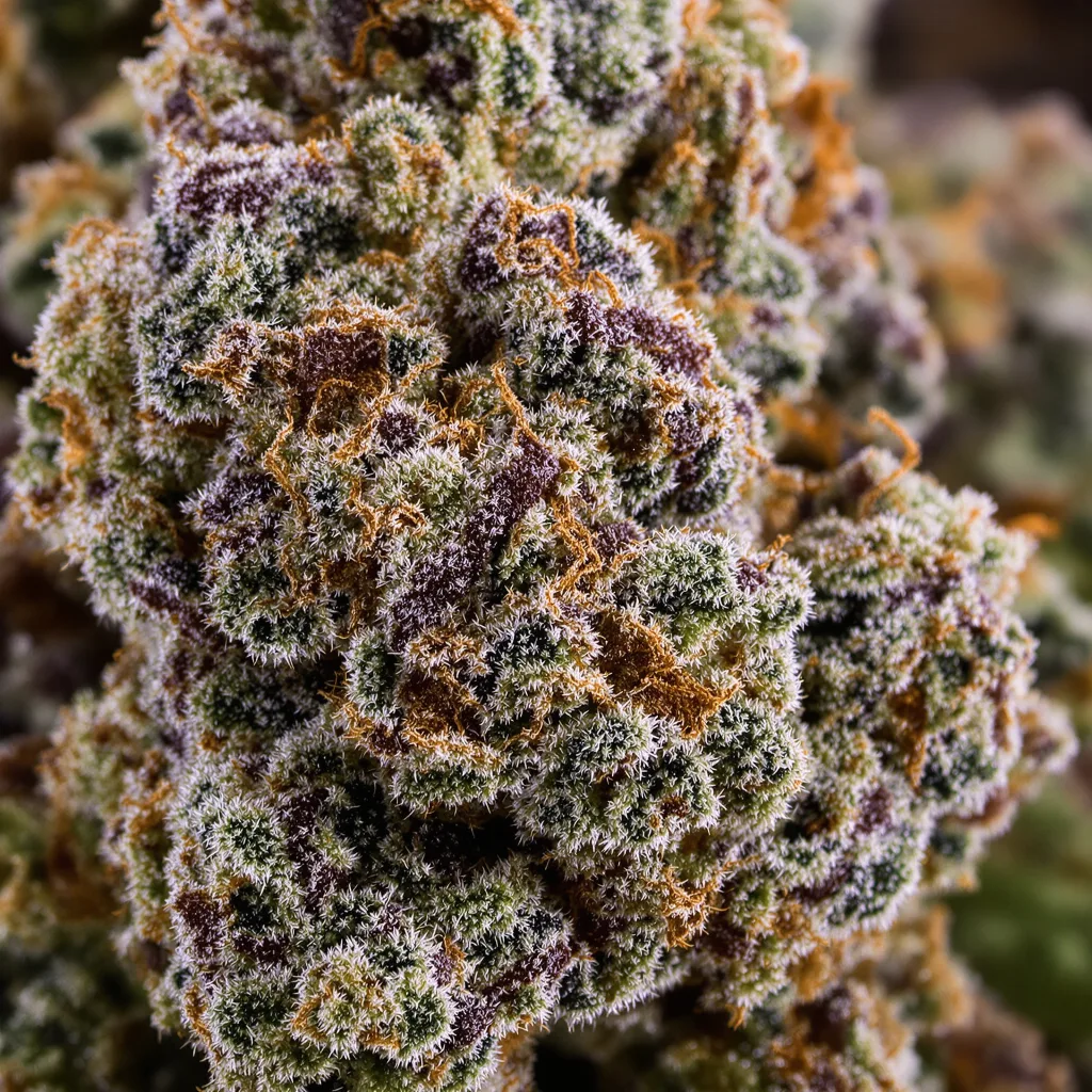 CHR Super OG Cannabispflanze in der Blütephase — 90-130 cm feminisiert