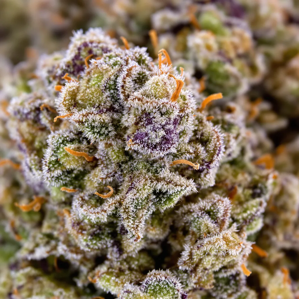 Chronic Thunder Cannabispflanze in der Blütephase — 120-180 cm feminisiert