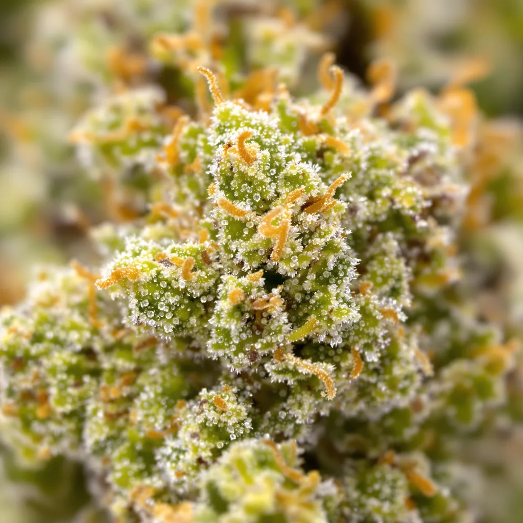 Cinderella's Dream Cannabispflanze in der Blütephase — 150-200 cm feminisiert