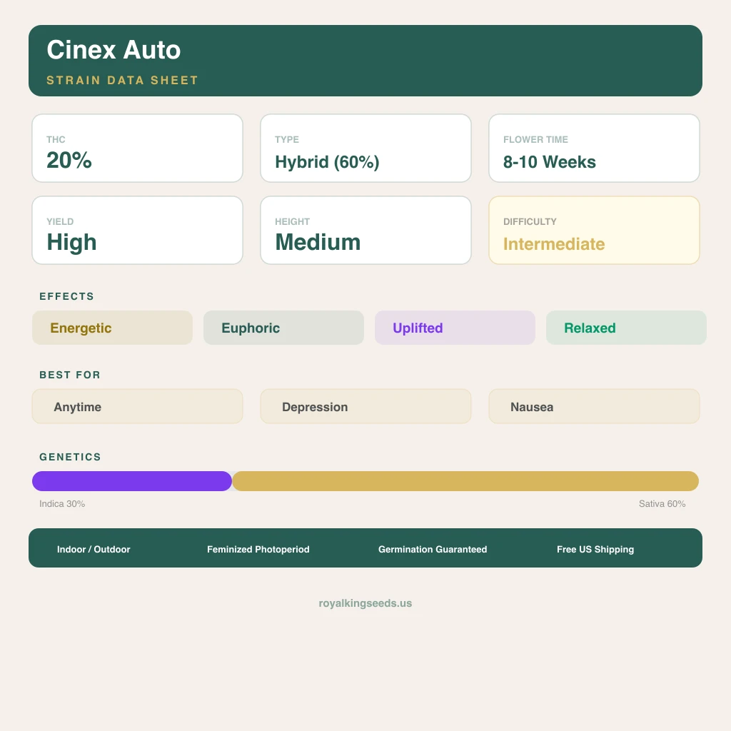 Cinex 30% Indica / 60% Sativa — Blüte mit sichtbaren Trichomen