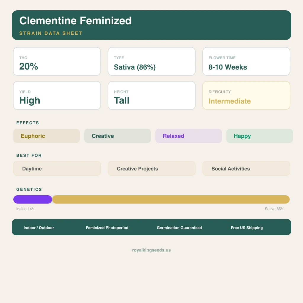 Clementine 14% Indica / 86% Sativa — Blüte mit sichtbaren Trichomen