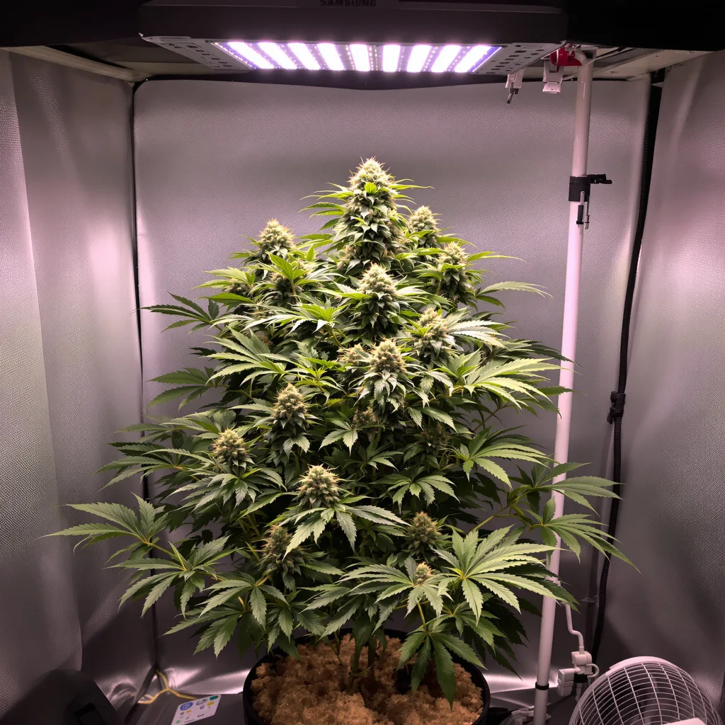 Cold War Kush 65% Indica / 35% Sativa — Blüte mit sichtbaren Trichomen
