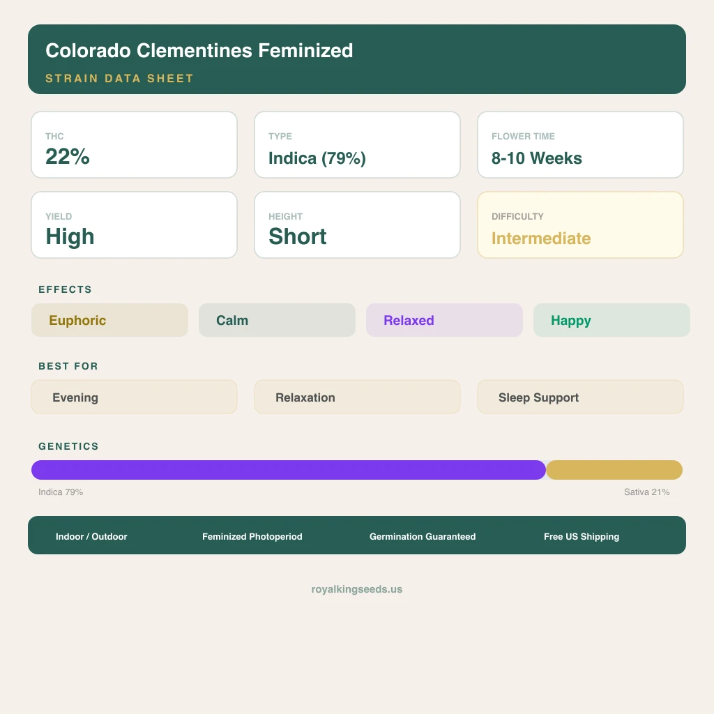 Colorado Clementines 79% Indica / 21% Sativa — Blüte mit sichtbaren Trichomen