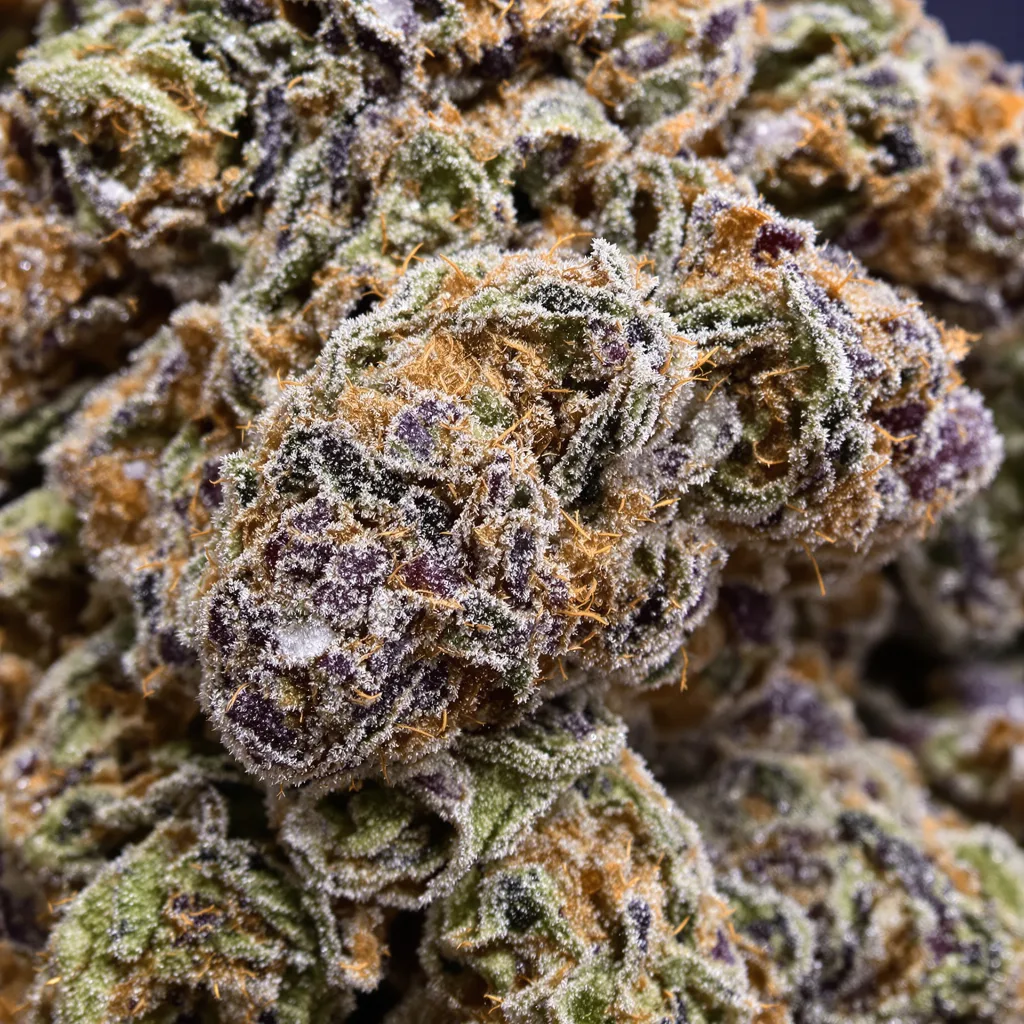 Colorado Clementines Cannabispflanze in der Blütephase — 90-130 cm feminisiert