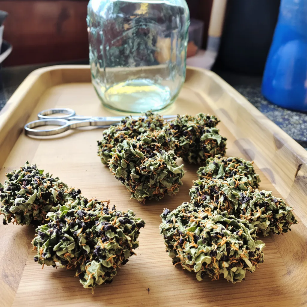 Conspiracy Kush 74% Indica / 26% Sativa — Blüte mit sichtbaren Trichomen