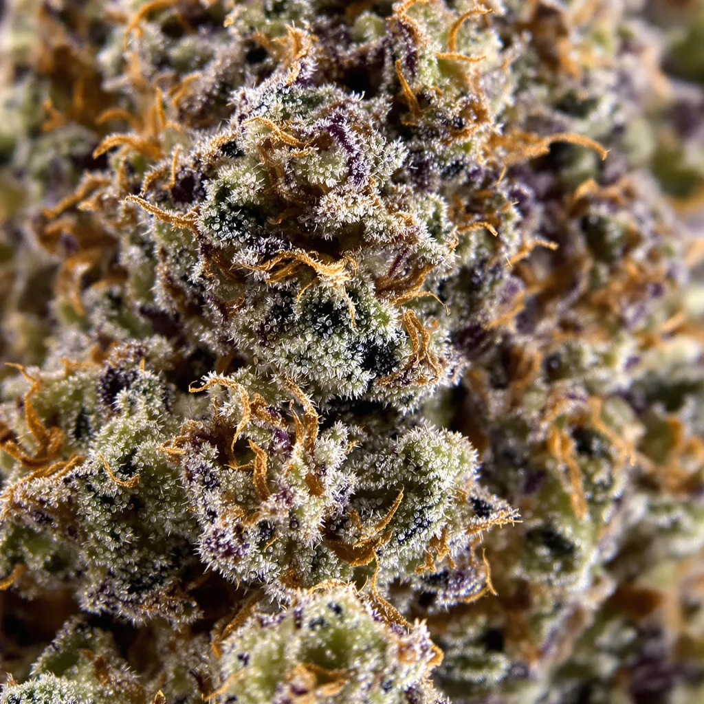 Conspiracy Kush Cannabispflanze in der Blütephase — 90-130 cm feminisiert
