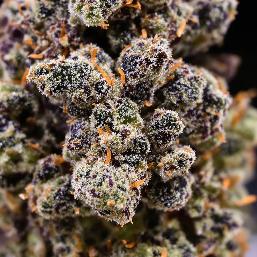 Cookie Jar Cannabispflanze in der Blütephase — 90-130 cm feminisiert